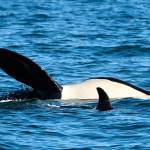J17 showing peanut head, a sign of malnourishment (Dave Ellifrit, Center for Whale Research Photo).