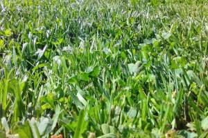 Park district renovates Agren