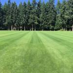 Agren Field with new sod (Courtesy Photo).