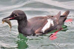 From feathers to fins, nature center studies ecosystem