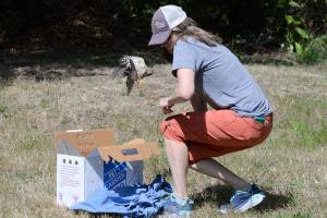 Local wildlife rescue runs on volunteer power