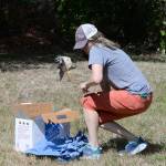 Sharp-shinned hawks are members of a group of hawks called Accipiters  fast, agile flyers that prey on smaller birds by pursuing them acrobatically through the forest. (Kelly Keenan Photo)