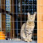 Weekend catio tour highlights pet safety