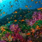 Videographer to educate islanders on dangers of polluting ocean