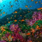 Videographer to educate islanders on dangers of polluting ocean