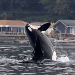 Orcas visit island waters
