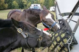 Vashon 4-H club part of long history at island park