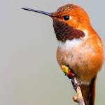 Islanders fear ‘canary in the coal mine’ as climate warms