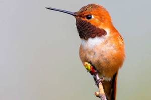Islanders fear ‘canary in the coal mine’ as climate warms