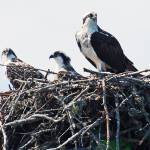 Osprey nests, woven together with large sticks and branches, can pose hazards when built in the wrong place (Harvey Barrison/Wikimedia Commons Photo).
