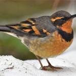 Christmas bird count a growing tradition