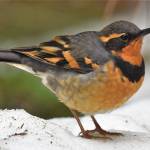 Varied thrush flock to Vashons damp, shady woods in the winter. They are commonly observed in high numbers during the annual Vashon Audubon Christmas Bird Count (Jim Diers Photo).