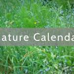 Christmas bird count a growing tradition