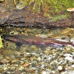 Island salmon spawning delayed