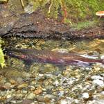 Spawning Coho salmon return to Shinglemill Creek on November 14th to spawn in the cavity of a fallen tree. The return of salmon to Vashons creeks was delayed this autumn because of an unusual dry spell (Jim Diers Photo).