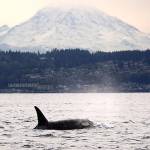 Kelly Keenan/Vashon Nature Center Photo                                One of the J Pod orcas, named HyShqa, swims in the Puget Sound last week with Mount Rainier in the background.