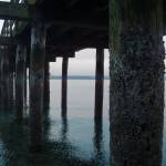 Nearly a dozen pilings underneath the Tramp Harbor dock were cited in a 2015 report as being compromised (Paul Rowley/Staff Photo).