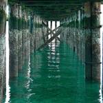 The pilings under the Tramp Harbor dock have been evaluated in recent years and were found to be deteriorating (Paul Rowley/Staff Photo).