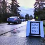 Radar, runaway dog, returned home safely