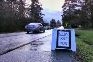 Radar, runaway dog, returned home safely