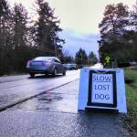 Volunteers placed sandwich boards along Vashon Highway warning drivers to be mindful of Radar (Paul Rowley/Staff Photo).