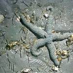 A mottled sea star on the shore of the north end on Vashon last week (Bianca Perla Photo).