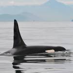 For southern residents, missing orca a sign of the times