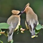 Vashon is for lovers