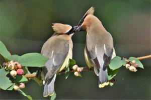 Vashon is for lovers