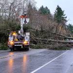 A wind storm that whipped through the island over the weekend saw several tree limbs and trees fall over, including this one that blocked Vashon Highway Southwest, between Cemetery Road and SW 204th Street, in both directions. (Martin Halliwell Photo)