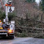 Wind storm knocks out power, downs trees