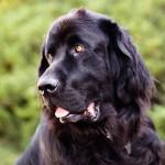 Goliath (Courtesy Photo).