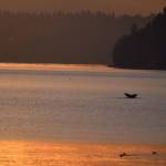 Gray whale spotted in Tramp Harbor