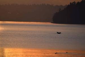 Gray whale spotted in Tramp Harbor