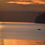 Islander Corinne Ryan took a photo of the gray whale spotted in Tramp Harbor several times last week (Corinne Ryan Photo).