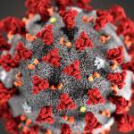 This illustration provided by the Centers for Disease Control and Prevention shows COVID-19, the 2019 Novel Coronavirus.