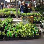 Pollinator seedlings are sold at the Vashon-Maury Island Garden Club plant sale last year (Courtesy Photo).