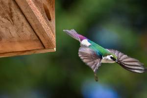 In a world under lockdown, nature soars