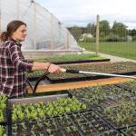 Caitlin Ames waters plant starts at Matsuda Farm in 2018 (Paul Rowley/Staff Photo).