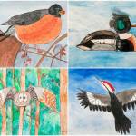 Top left, Dash Brandts artwork of an American Robin. Top right, Sofia Valentina Gomez Pedrosas artwork of a Merganzer. Bottom left, Kellan Miller artwork of a Bard Owl. Bottom right, Bridget Simmons artwork of a Pileated Woodpecker (Courtesy Photos).