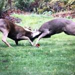 Special Hunt Deer Season on Vashon Extended to Address Overpopulation