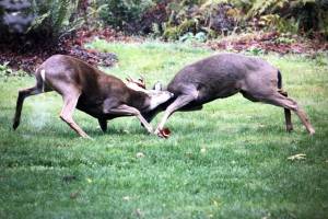 Special Hunt Deer Season on Vashon Extended to Address Overpopulation