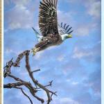 This soaring eagle, captured by photographer Harvey Bergman, is included in a group exhibit of work by Vashon photographers at VCAs Summer Arts Fest (Courtesy Photo).