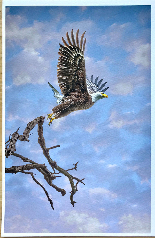 This soaring eagle, captured by photographer Harvey Bergman, is included in a group exhibit of work by Vashon photographers at VCAs Summer Arts Fest (Courtesy Photo).