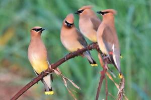 A night at the drive-in is for the birds