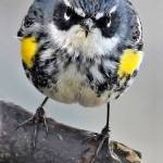 The magnificent wildlife of Fern Cove will be on display in a special presentation by Jim Diers at the Night Light Drive-in on Sept. 15 (Jim Diers Photos).