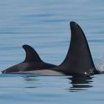 New orca calf born to J Pod