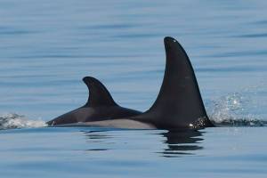 New orca calf born to J Pod