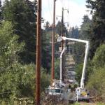 Multiple workers for PSE trim and remove trees to clear pathways for the utility lines. Photo courtesy of Puget Sound Energy.