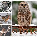 As Vashon was being blanketed by almost a foot of snow last weekend, island photographer Jim Diers set out to capture shots of beautiful birds, both great and small, that flitted, flew and sat sentinel in the silent, altered landscape. Here are a few of his photographs taken that day  of a Dark-Eyed Junco, a Varied Thrush, a Barred Owl and a Great Blue Heron, nestled in the treetops. For more snow-day photos from islanders, see page 9 of this weeks issue (Jim Diers Photos).